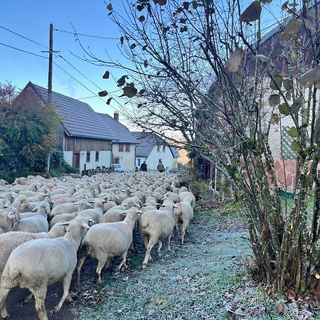Gîte de montagne -Bellefosse Alsace Extérieur photo