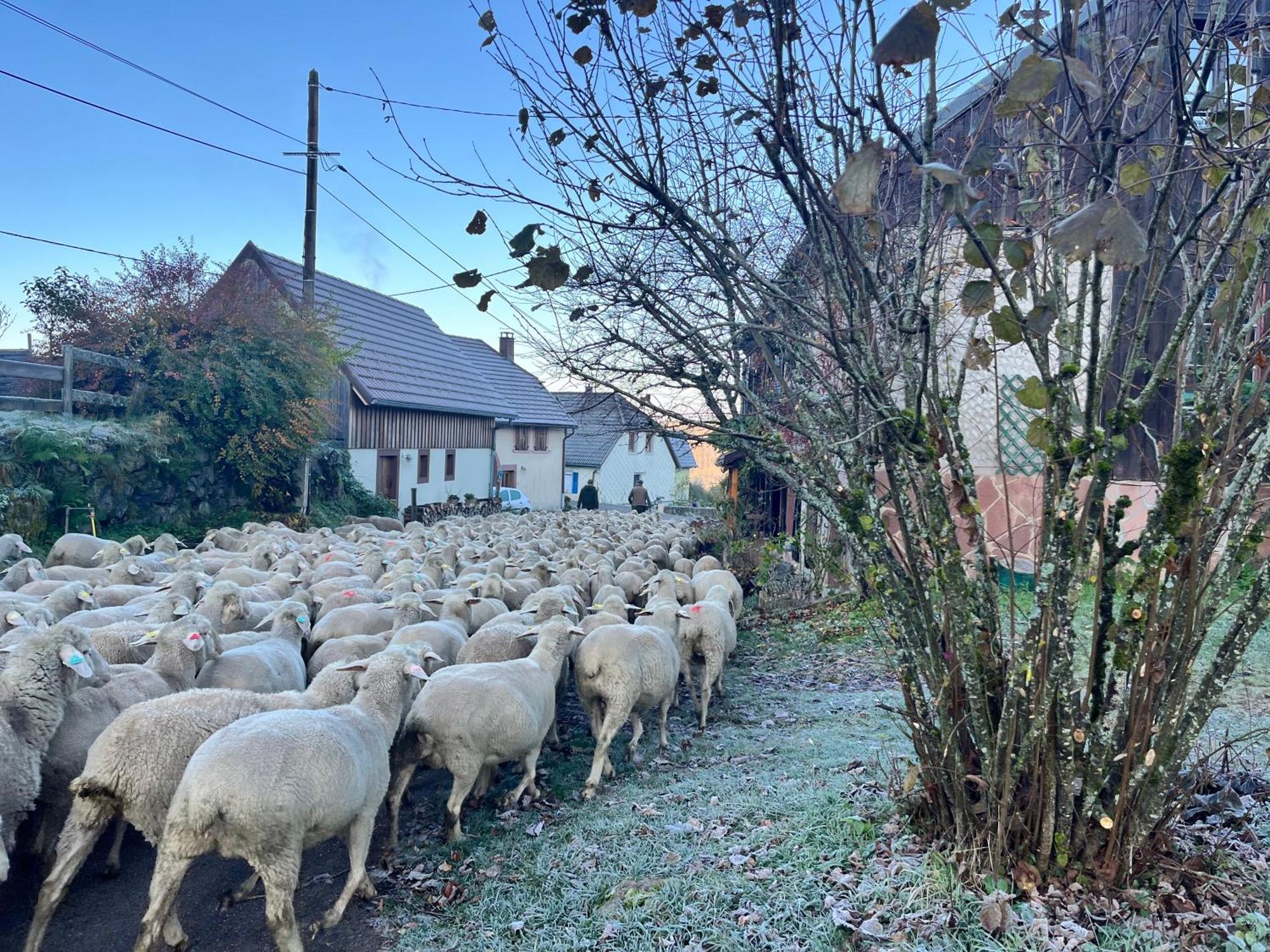 Gîte de montagne -Bellefosse Alsace Extérieur photo